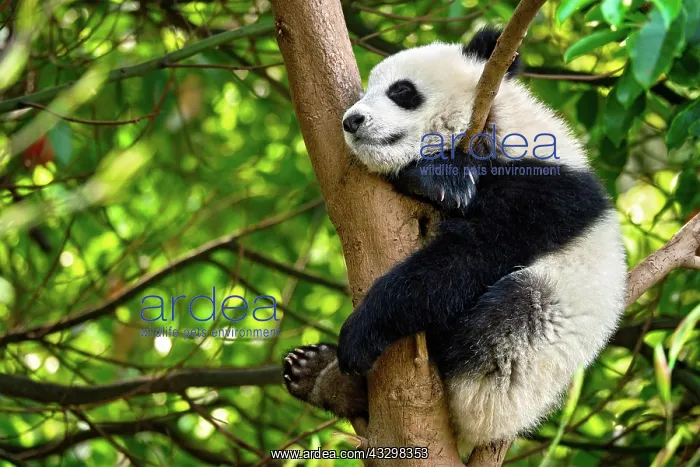 : Chinese tourist symbol and attraction, cute giant : Chinese tourist symbol and attraction, cute giant