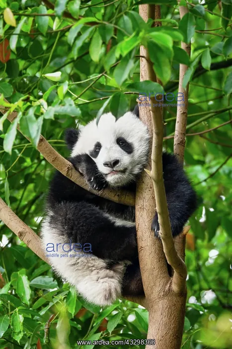 : Chinese tourist symbol and attraction, cute giant : Chinese tourist symbol and attraction, cute giant
