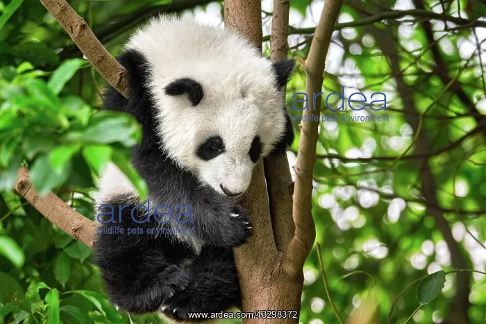: Chinese tourist symbol and attraction, cute giant : Chinese tourist symbol and attraction, cute giant