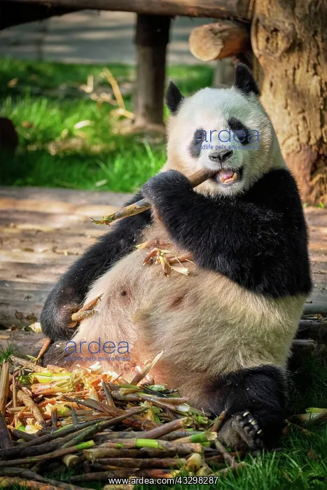 : Chinese tourist symbol and attraction, giant panda : Chinese tourist symbol and attraction, giant panda