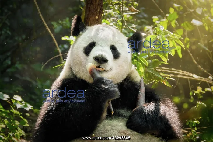 : Chinese tourist symbol and attraction, giant panda : Chinese tourist symbol and attraction, giant panda