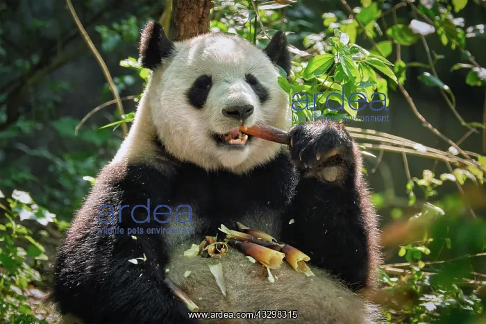 : Chinese tourist symbol and attraction, giant panda : Chinese tourist symbol and attraction, giant panda