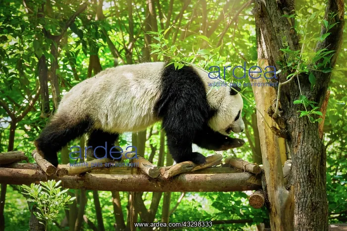 : Chinese tourist symbol and attraction, giant panda : Chinese tourist symbol and attraction, giant panda
