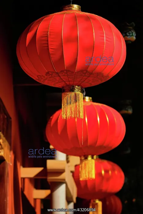 : Chinese traditional red lanterns in Chengdu, China, Asia : Chinese traditional red lanterns in Chengdu, China, Asia
