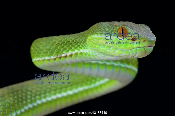 : Chinese tree viper (Trimeresurus stejnegeri), Vietnam : Chinese tree viper (Trimeresurus stejnegeri), Vietnam