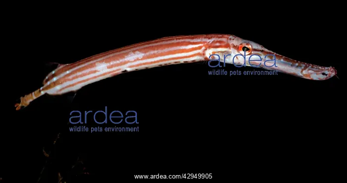 : Chinese Trumpet Fish : Chinese Trumpet Fish