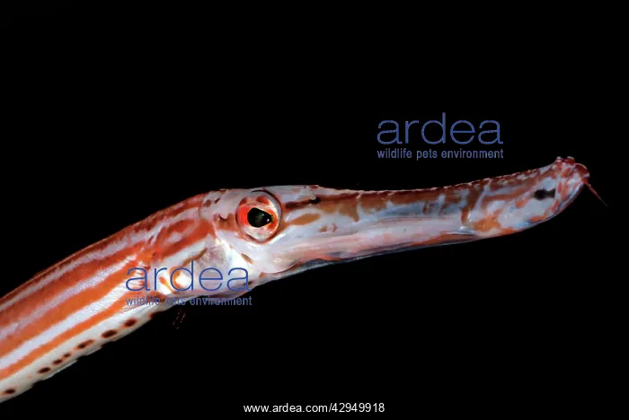 : Chinese Trumpet Fish : Chinese Trumpet Fish