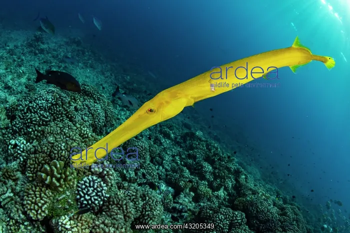 : Chinese trumpetfish (Aulostomus chinensis) above : Chinese trumpetfish (Aulostomus chinensis) above