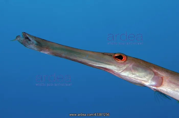 : Chinese Trumpetfish - Liberty Wreck Dive Site, Tulamben : Chinese Trumpetfish - Liberty Wreck Dive Site, Tulamben