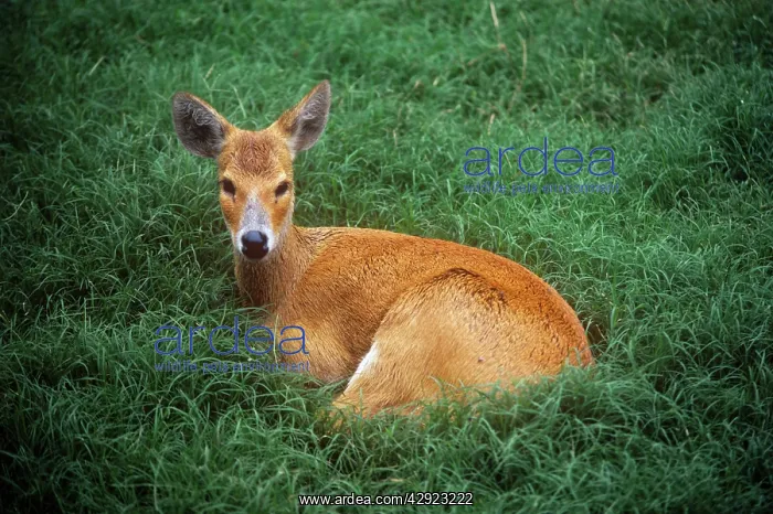 : CHINESE WATER DEER : CHINESE WATER DEER