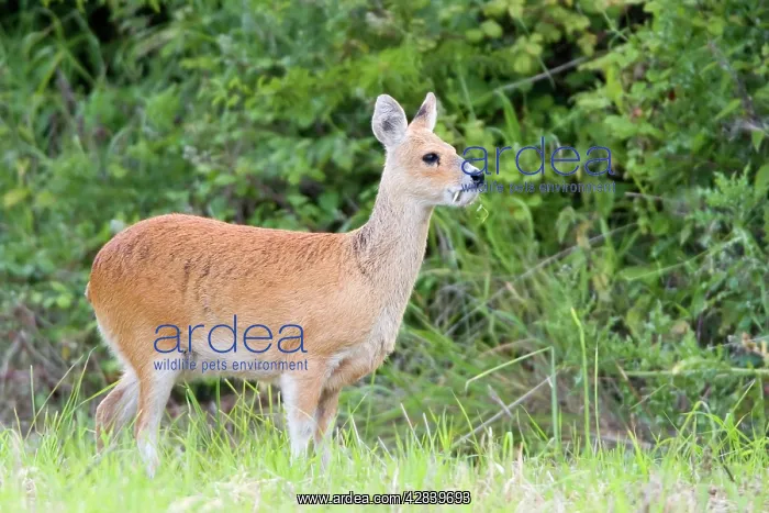 : Chinese Water Deer - Buck : Chinese Water Deer - Buck