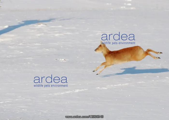 : Chinese Water Deer - galloping in snow : Chinese Water Deer - galloping in snow