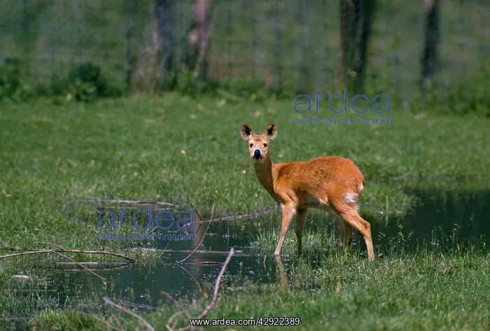 : Chinese Water Deer - Male in natural habitat : Chinese Water Deer - Male in natural habitat