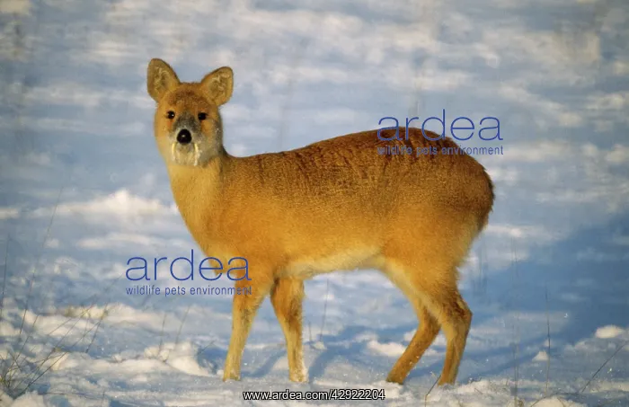 : CHINESE WATER DEER - in snow : CHINESE WATER DEER - in snow
