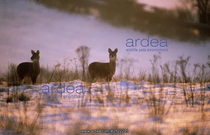 : Chinese Water Deer - in snow : Chinese Water Deer - in snow