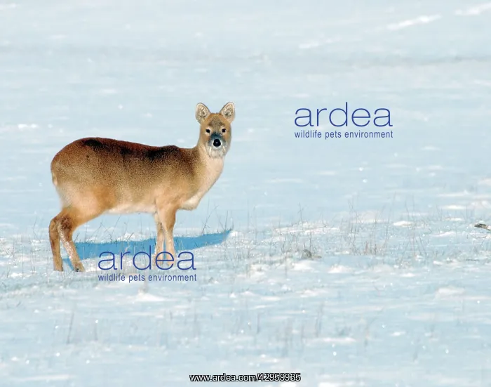 : Chinese Water Deer - in snow : Chinese Water Deer - in snow