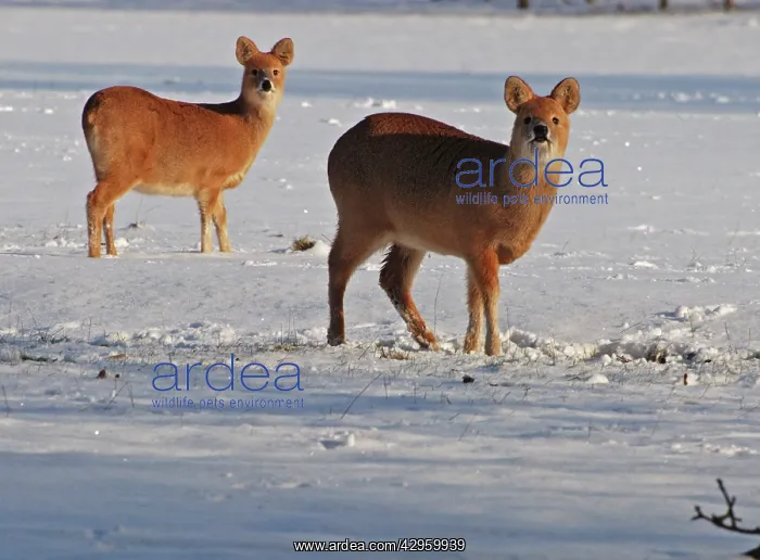 : Chinese Water Deer - in snow : Chinese Water Deer - in snow