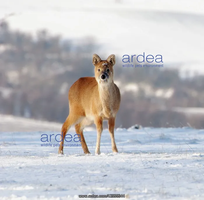 : Chinese Water Deer - in snow : Chinese Water Deer - in snow
