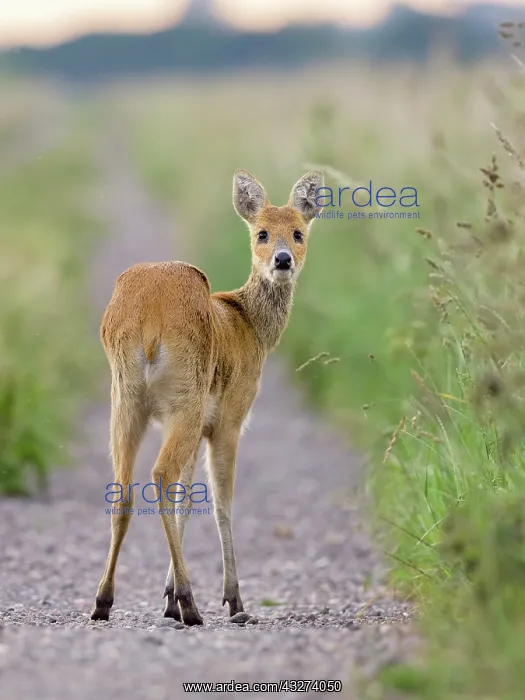 : Chinese Water Deer on track in marsh - Norfolk UK : Chinese Water Deer on track in marsh - Norfolk UK