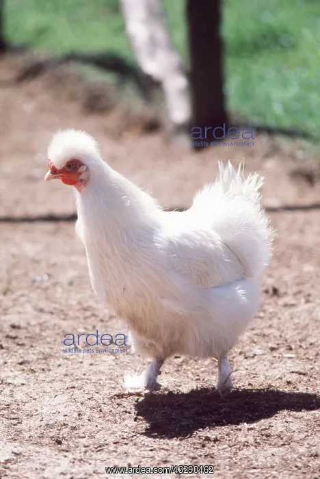 : Chinese White Silkie CHICKEN / FOWL : Chinese White Silkie CHICKEN / FOWL