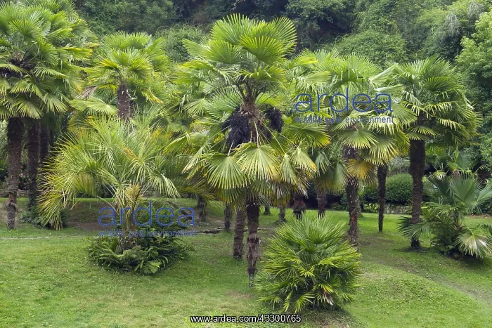 : Chinese windmill palm (Trachycarpus fortunei) : Chinese windmill palm (Trachycarpus fortunei)
