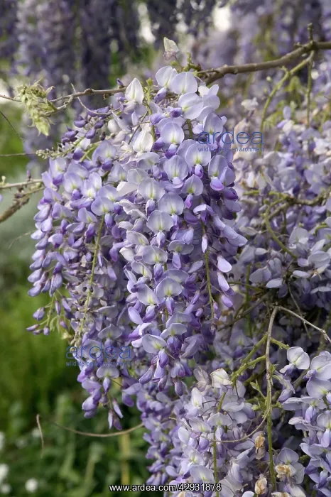 : Chinese Wisteria - close-up of flowers : Chinese Wisteria - close-up of flowers