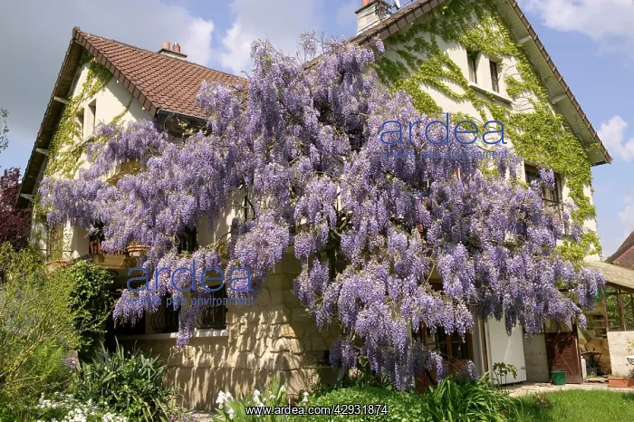 : Chinese Wisteria - growing around a house : Chinese Wisteria - growing around a house