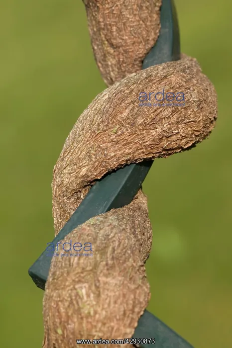 : Chinese Wisteria - stem growing around an iron bar : Chinese Wisteria - stem growing around an iron bar