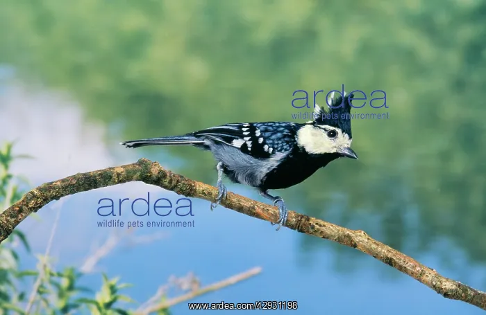 : Chinese Yellow / Yellow-Cheeked Tit : Chinese Yellow / Yellow-Cheeked Tit