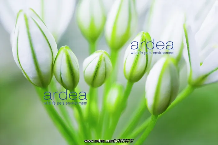 : Chinesechives : Chinesechives