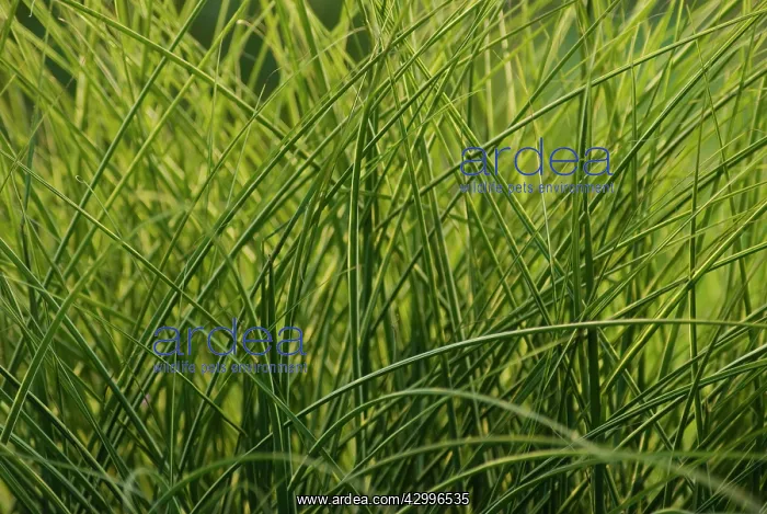 : ChineseSIlverGrass : ChineseSIlverGrass