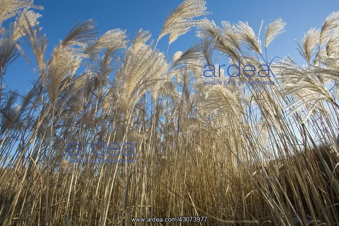 : ChineseSilverGrass : ChineseSilverGrass