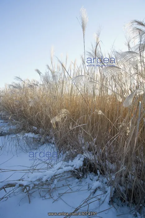 : ChineseSilverGrass : ChineseSilverGrass