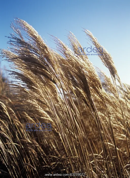 : ChineseSIlverGrass : ChineseSIlverGrass