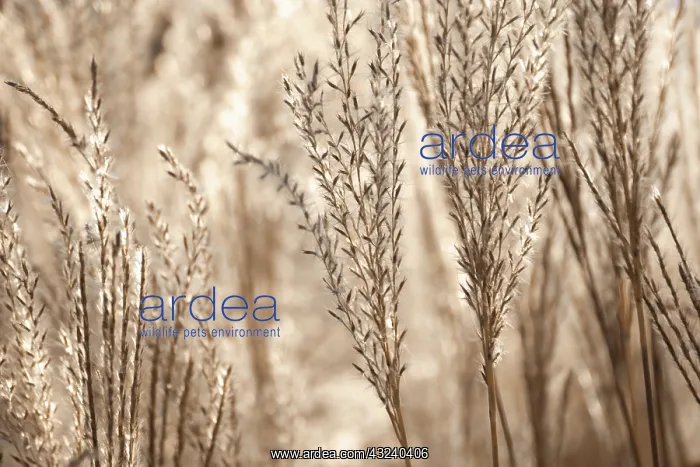 : ChineseSIlverGrass : ChineseSIlverGrass