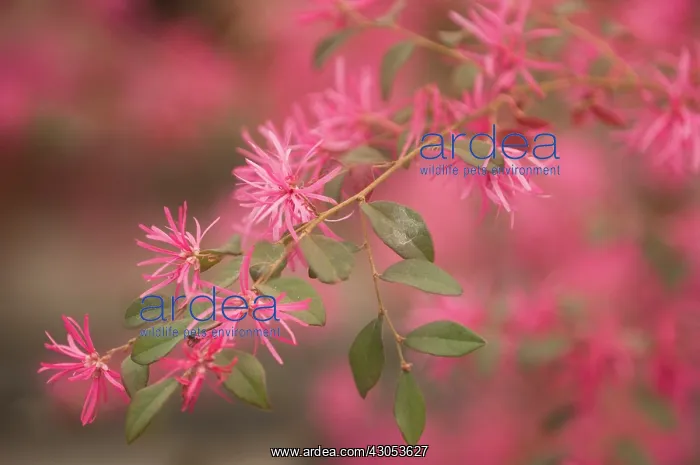 : Chinesewitchhazel : Chinesewitchhazel