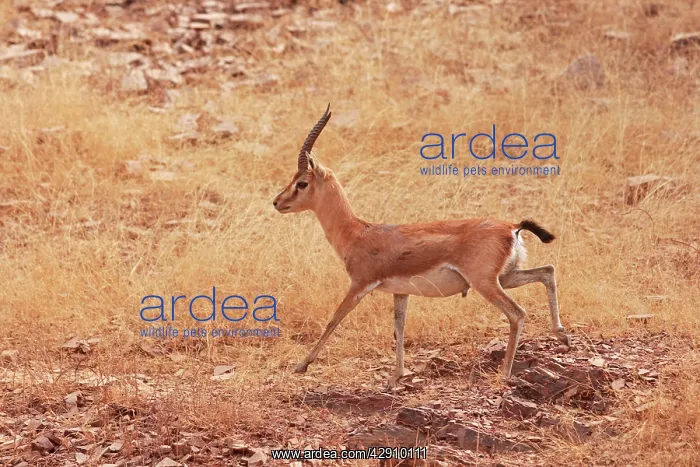 : Chinkara / Indian Gazelle : Chinkara / Indian Gazelle