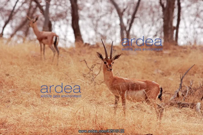 : Chinkara / Indian Gazelle : Chinkara / Indian Gazelle