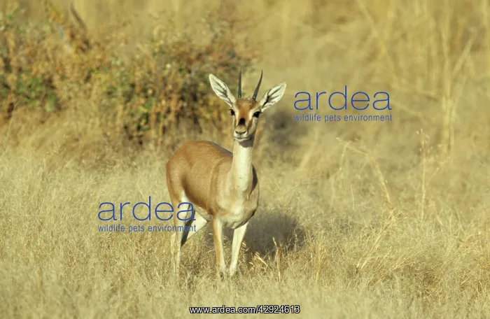 : Chinkara / Indian Gazelle : Chinkara / Indian Gazelle