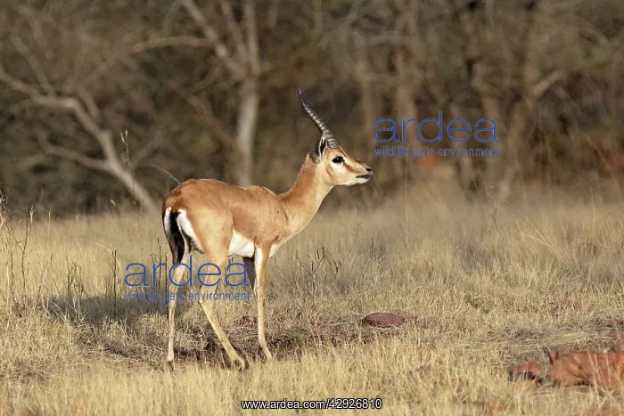 : Chinkara / Indian Gazelle : Chinkara / Indian Gazelle
