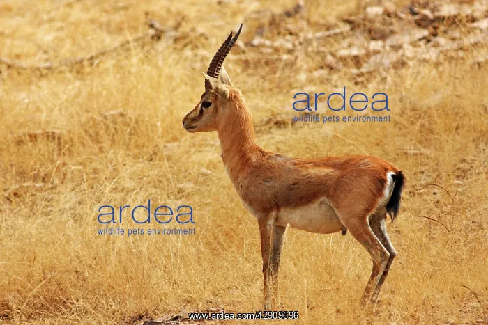  : Chinkara  /  Indian Gazelle in the dry grassland
