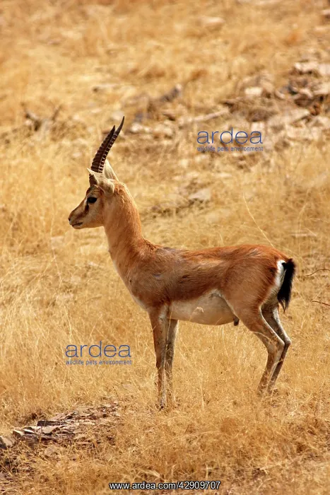 : Chinkara / Indian Gazelle in the dry grassland : Chinkara / Indian Gazelle in the dry grassland