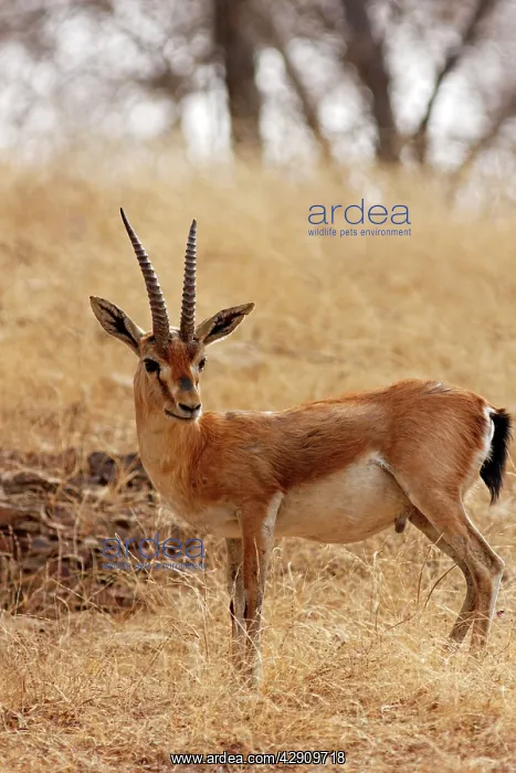  : Chinkara  /  Indian Gazelle in the dry grassland