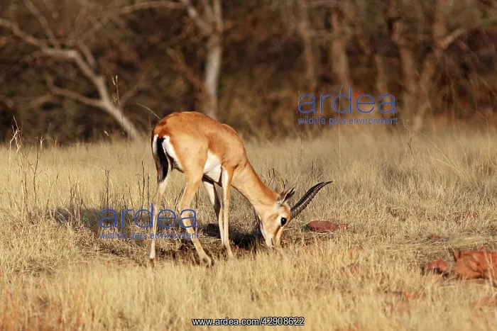 : Chinkara / Indian Gazelle - feeding : Chinkara / Indian Gazelle - feeding