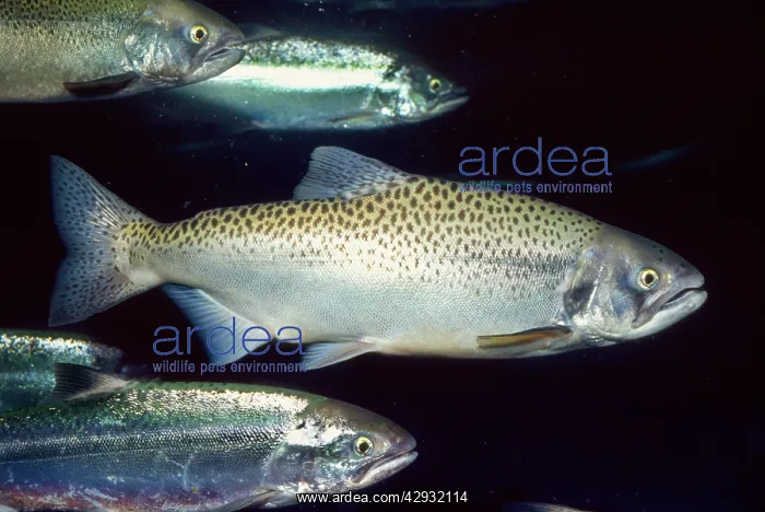 : Chinook / King Salmon : Chinook / King Salmon
