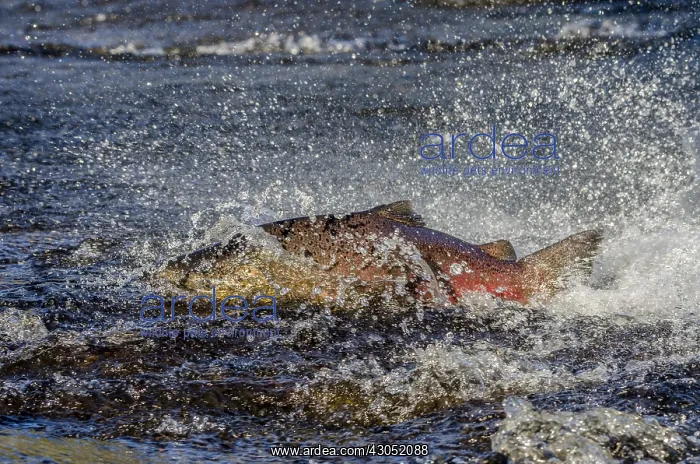 : Chinook or King Salmon (Oncorhynchus tshawytscha) : Chinook or King Salmon (Oncorhynchus tshawytscha)
