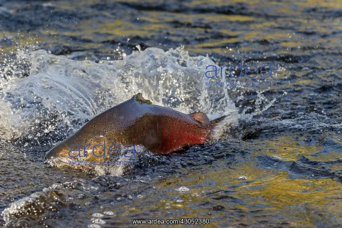 : Chinook or King Salmon (Oncorhynchus tshawytscha) : Chinook or King Salmon (Oncorhynchus tshawytscha)
