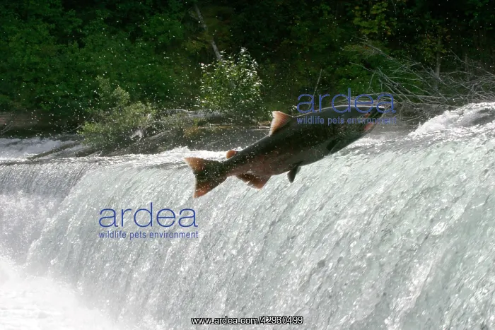 : Chinook Salmon - jumping over waterfall : Chinook Salmon - jumping over waterfall