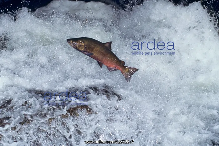: Chinook salmon - leaping falls during migration : Chinook salmon - leaping falls during migration