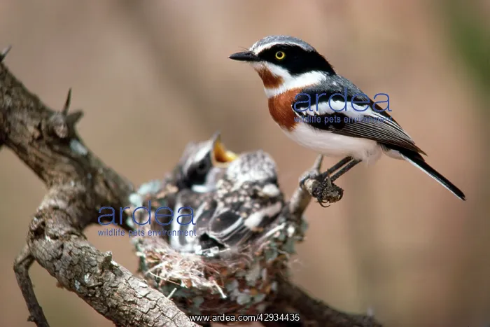 : Chinspot Batis - at nest with young : Chinspot Batis - at nest with young